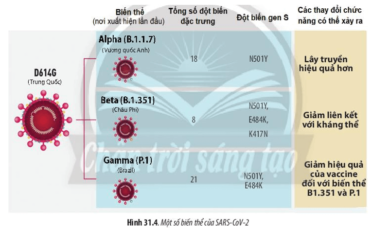 Quan sát Hình 31.4, hãy cho biết các biến thể của SARS-CoV-2 khác nhau ở điểm nào