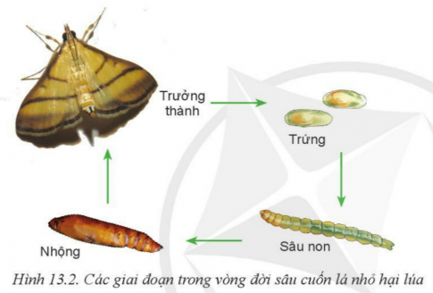 Giải bài 13 Sâu hại cây trồng