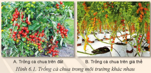 Giải bài 6 Ứng dụng công nghệ cao trong sản xuất một số giá thể cây trồng