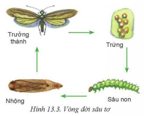 Giải bài 13 Sâu hại cây trồng