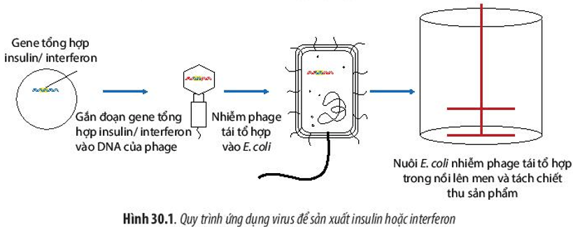 Dựa vào Hình 30.1, hãy mô tả quá trình sản xuất insulin, interferon