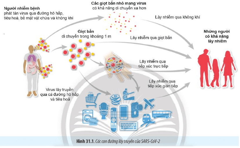 Quan sát Hình 31.1, hãy phân tích các con đường lây nhiễm SARS-CoV-2