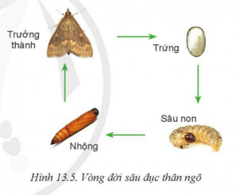 Giải bài 13 Sâu hại cây trồng