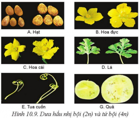 Giải bài 10 Phương pháp chọn, tạo giống cây trồng