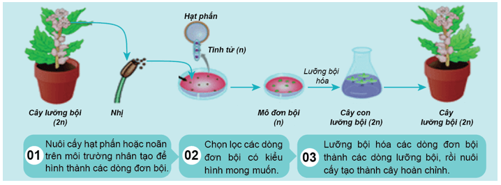 Sưu tầm hình ảnh và thông tin trên sách, báo,... về các phương pháp tạo giống