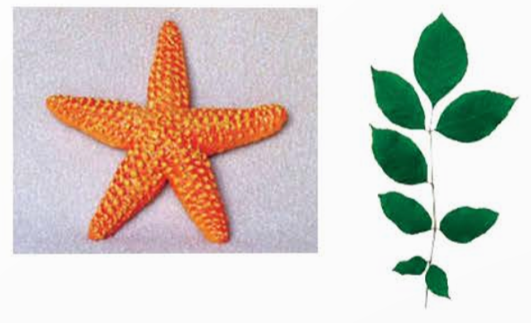 A starfish and a plant

Description automatically generated