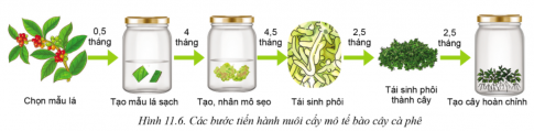 Giải bài 11 Phương pháp nhân giống cây trồng