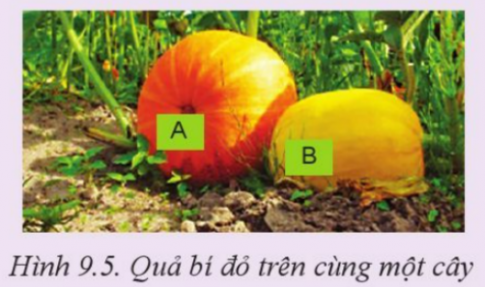 Giải bài 9 Giống cây trồng