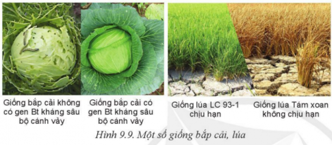 Giải bài 9 Giống cây trồng