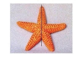 A starfish on a white surface

Description automatically generated