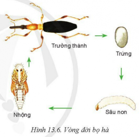 Giải bài 13 Sâu hại cây trồng