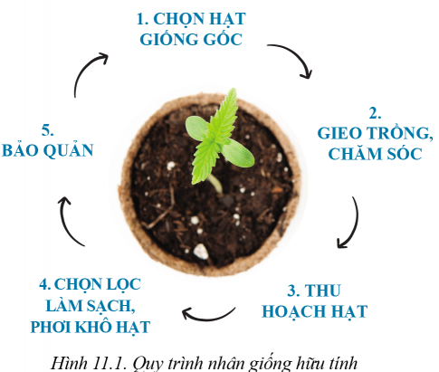 Giải bài 11 Phương pháp nhân giống cây trồng