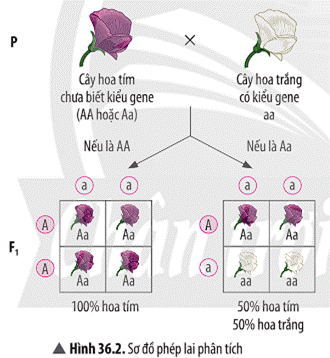 Ảnh có chứa văn bản, hoa, biểu đồ, ảnh chụp màn hình  Mô tả được tạo tự động