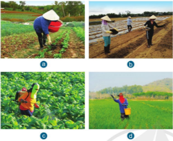 Giải công nghệ 7 cánh diều bài 2: Quy trình trồng trọt