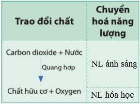 Giải bài 18 Quang hợp ở thực vật