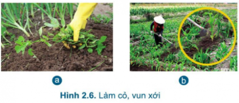 Giải công nghệ 7 cánh diều bài 2: Quy trình trồng trọt