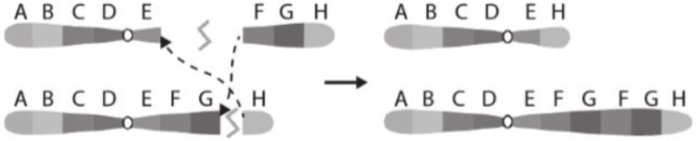 A diagram of a diagram of a number of ovals

Description automatically generated with medium confidence