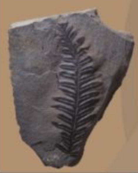 A fossilized fern leaf

Description automatically generated