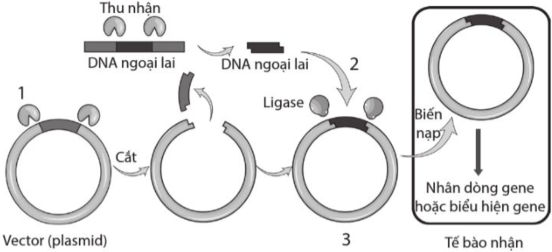 A diagram of a dna sequence

Description automatically generated