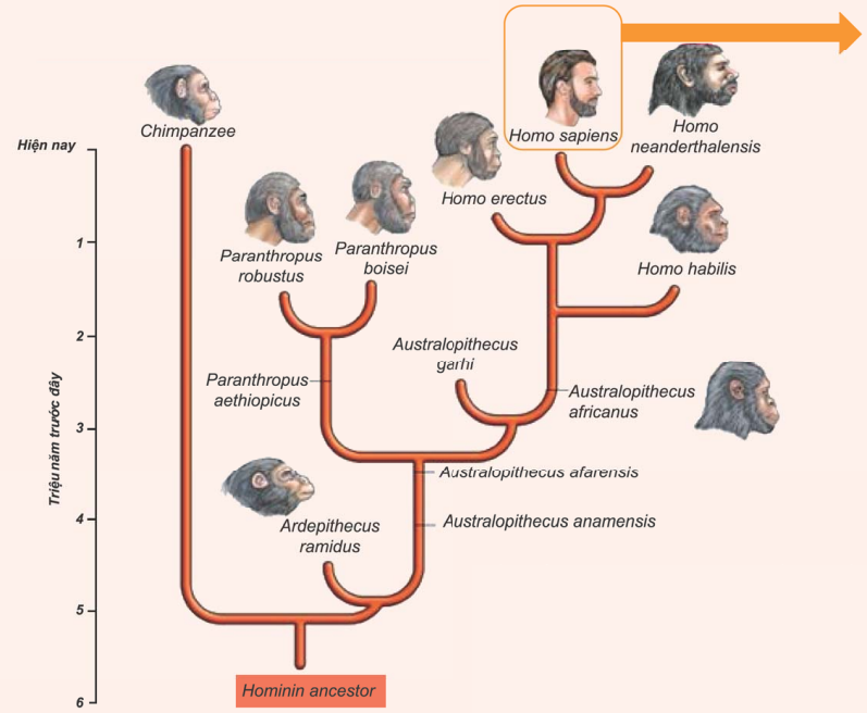 Lý thuyết Sự phát sinh loài người | Sinh học lớp 12 (ảnh 1)