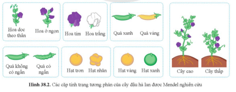 A group of vegetables with text  Description automatically generated