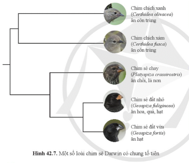 A group of birds with text  Description automatically generated