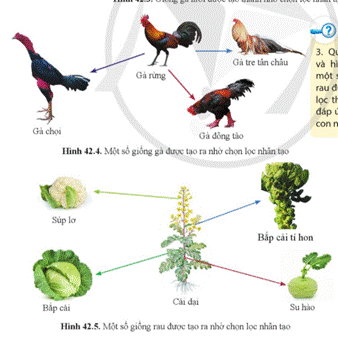 A diagram of a rooster  Description automatically generated