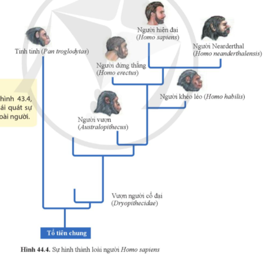 A diagram of a person's head

Description automatically generated