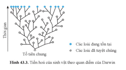 A diagram of a tree  Description automatically generated