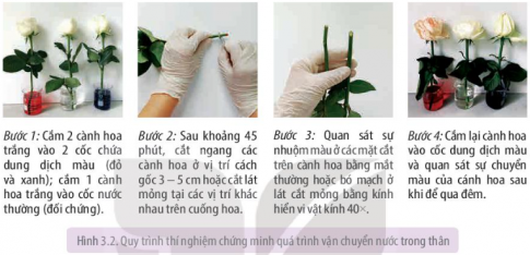 Chứng minh quá trình vận chuyển nước ở thân