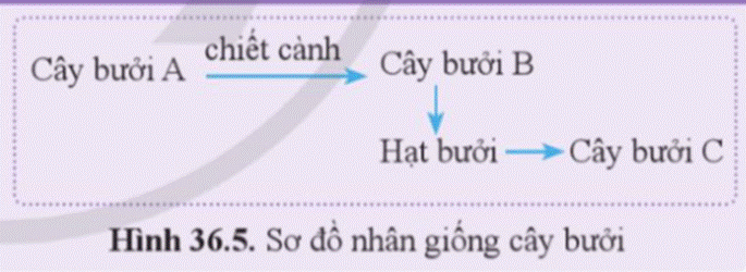 A diagram of a diagram with arrows  Description automatically generated with medium confidence