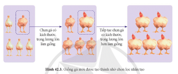 A chicken diagram with text and images  Description automatically generated with medium confidence