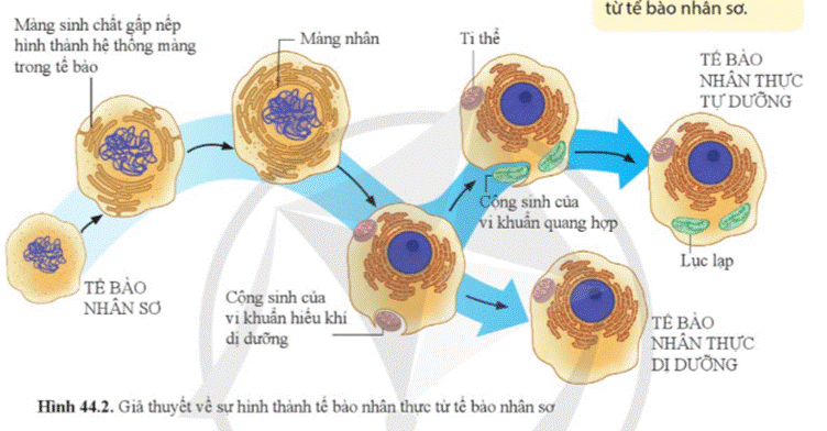 A diagram of cell division  Description automatically generated