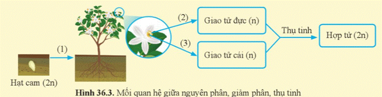 A diagram of a flower  Description automatically generated