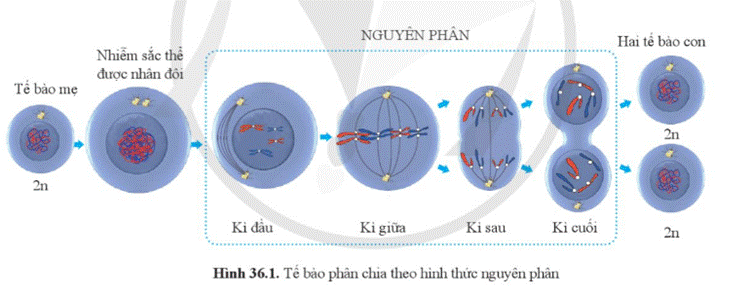 A diagram of a cell division  Description automatically generated