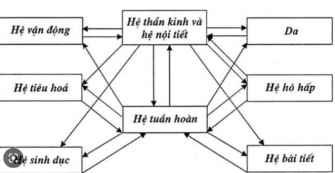  Hãy thiết kế infographic để tóm tắt mối quan hệ giữa các cơ quan trong cơ thể thực vật và động vật