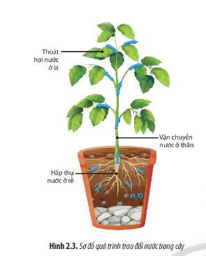 Quan sát sơ đồ ở Hình 2.3, hãy mô tả sơ lược quá trình trao đổi nước trong cây.