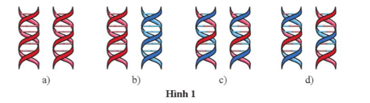 A group of dna strands  Description automatically generated