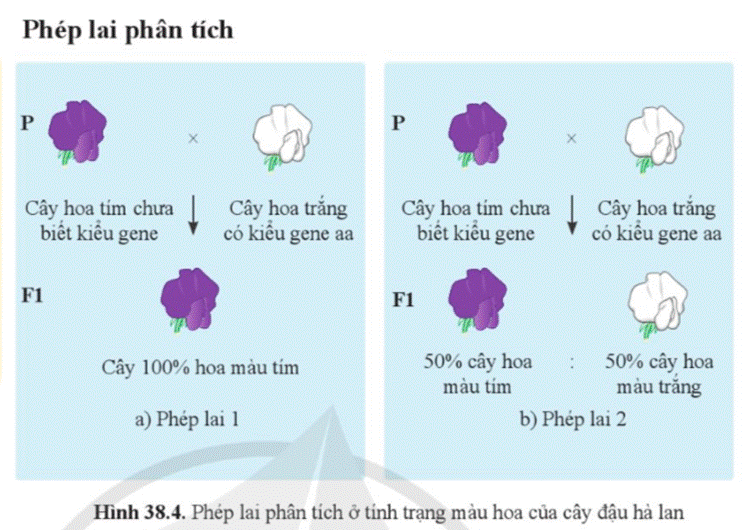 A diagram of a flower  Description automatically generated with medium confidence