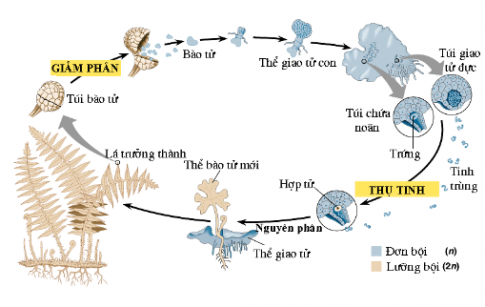 vẽ sơ đồ vòng đời của dương xỉ thể hiện rõ sự xen kẽ giữa sinh sản vô tính và sinh sản hữu tính