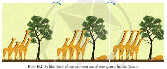 A group of giraffes standing next to a tree  Description automatically generated