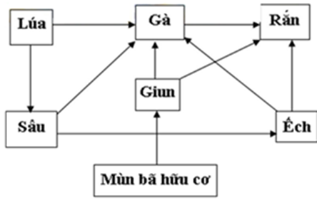 Hãy vẽ lưới thức ăn có thể có trên một cánh đồng hoặc một ao tự nhiên và chỉ ra các mắt xích chung.