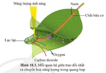 Giải bài 18 Quang hợp ở thực vật