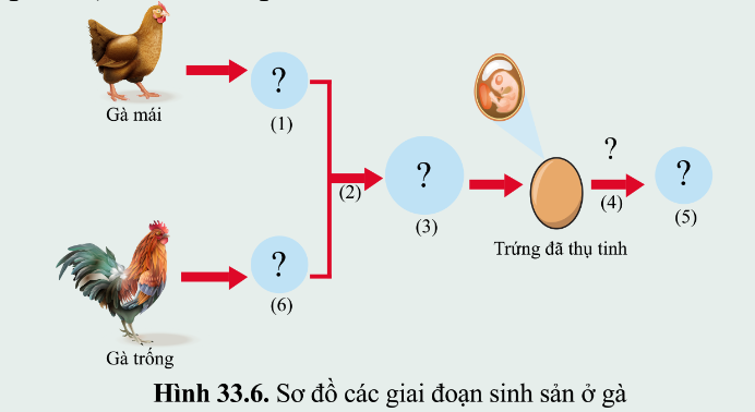 A diagram of a baby

Description automatically generated