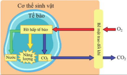 Giải bài 23 Trao đổi khí ở sinh vật