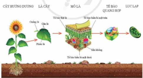 Giải bài 18 Quang hợp ở thực vật