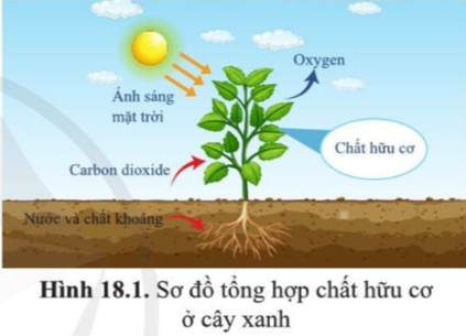 Giải bài 18 Quang hợp ở thực vật