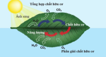 Giải bài 21 Hô hấp tế bào