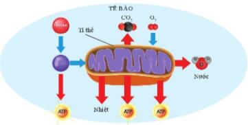 Giải bài 21 Hô hấp tế bào