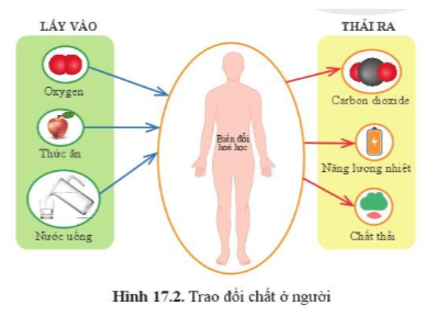 Giải bài 17 Vai trò của trao đổi chất và chuyển hóa năng lượng ở sinh vật